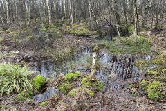 Burg-zu-Hagen_Koenigsmoor_14