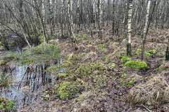 Burg-zu-Hagen_Koenigsmoor_15