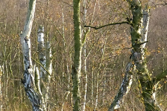 Burg-zu-Hagen_Koenigsmoor_56