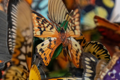 Burg-zu-Hagen_Ausstellung-Paper-Art_OC_20